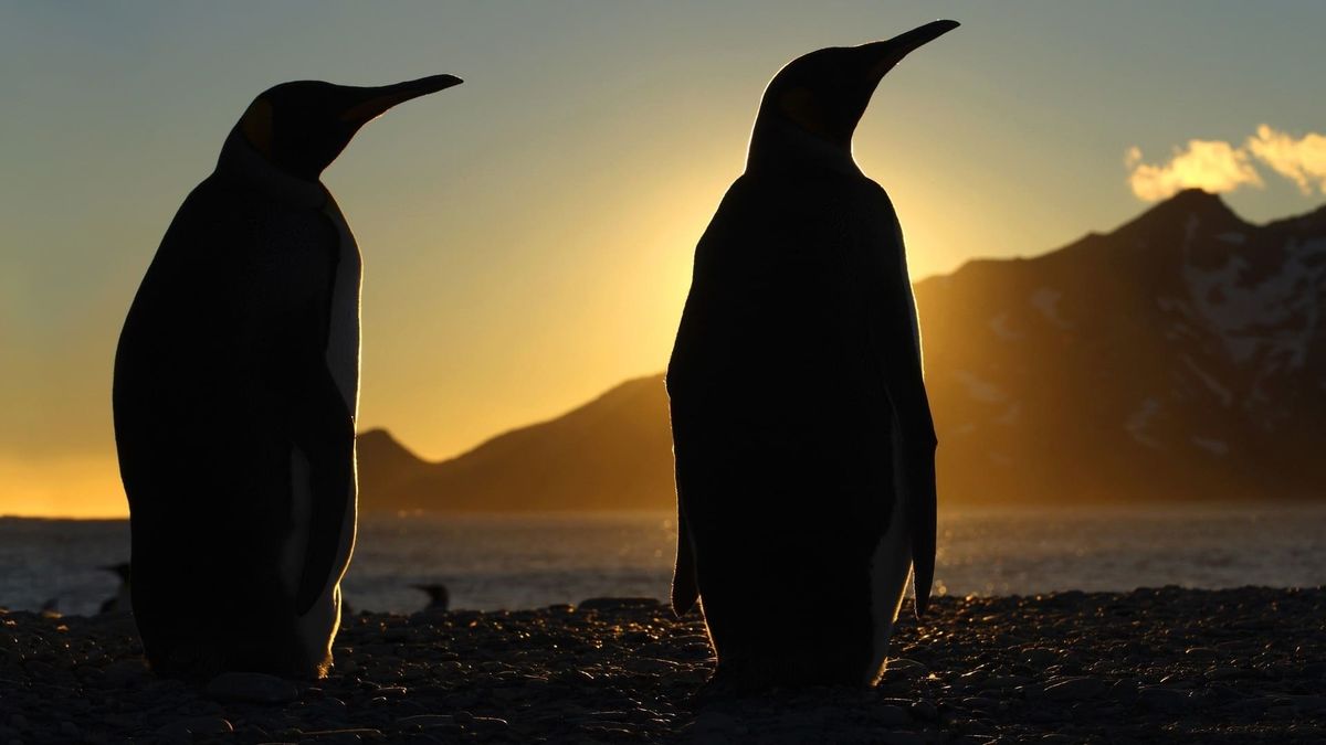 ‎Frozen (2011) • Reviews, film + cast • Letterboxd